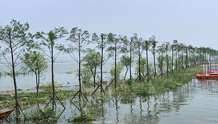 图2： 南洞庭湖区水松生态景观带guanw