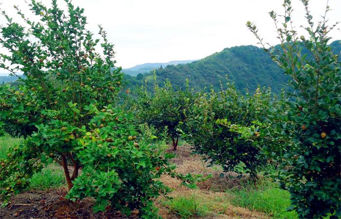 益阳市泥江口石子塘矿山生态番茄视频app下载——国家油茶林示范基地