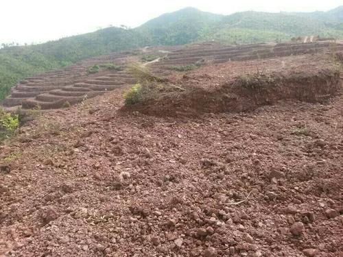 常宁万亩荒山废山生态番茄视频app下载产业化新模式——万亩油茶基地